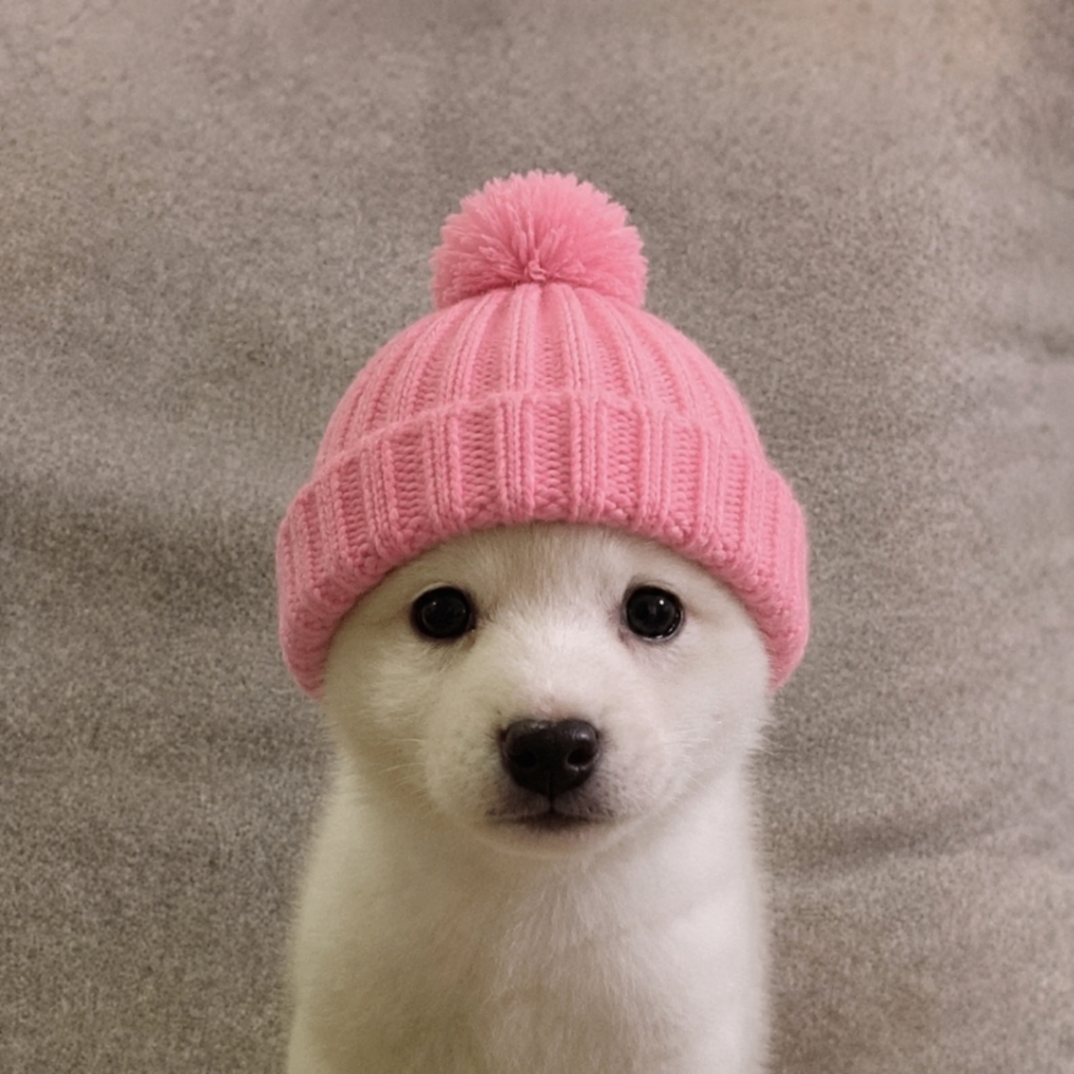 White puppy with pink beanie portrait