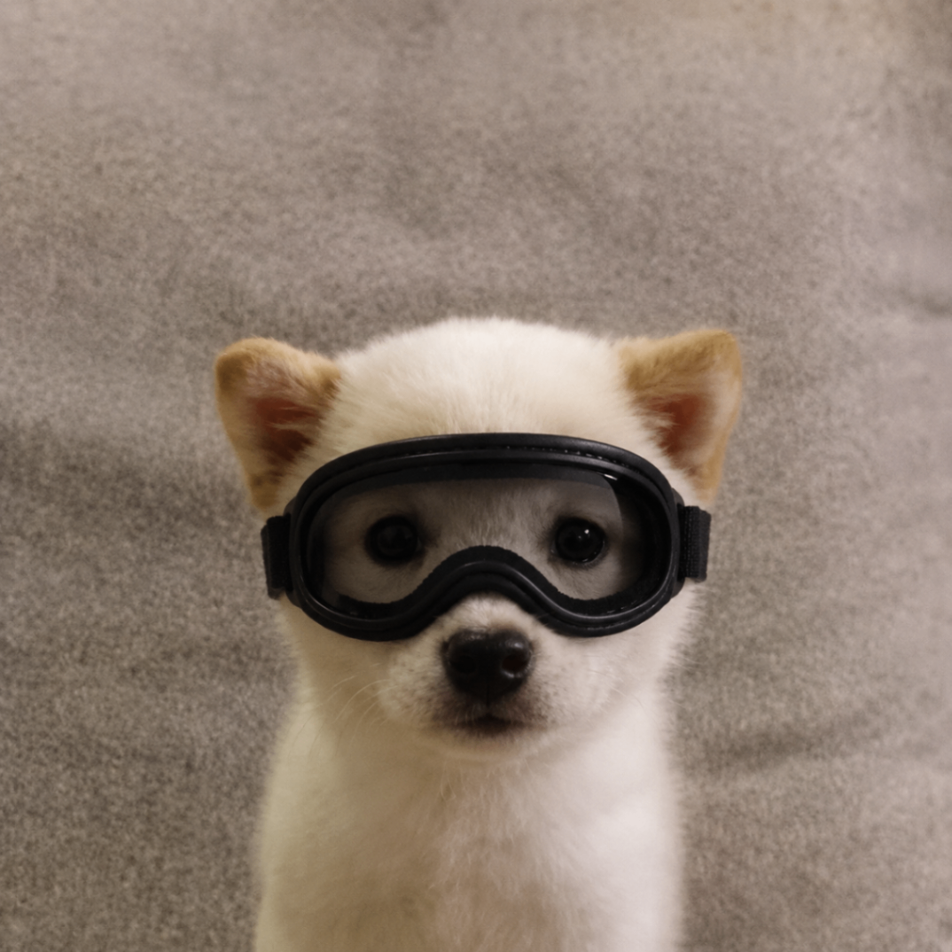 White puppy wearing black goggles