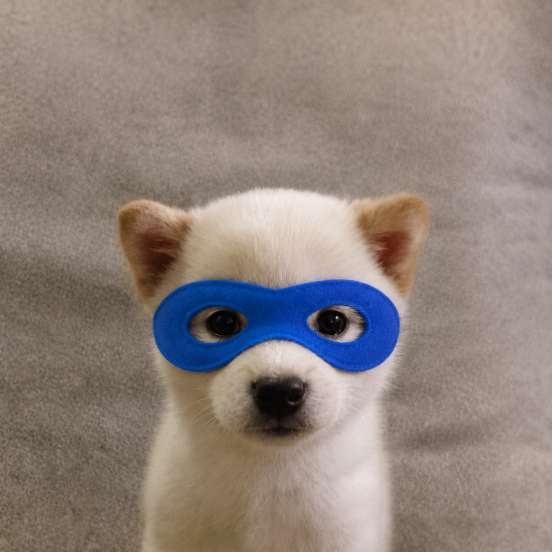 White puppy wearing a blue eye mask
